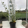 Cotoneaster franchetii 40-60 cm 2,0L