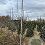 Davidia involucrata 250-300 cm draadkluit meerstammig
