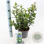 Escallonia 'Iveyi' 30-40 cm 3,0L