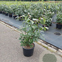 Euonymus alat. 'Compactus' 50-60 cm 7,5L