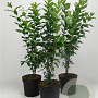 Euonymus europaeus 80-100 cm 7,5L