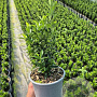 Euonymus jap. 'Green Spire' 20-30 cm C1.5
