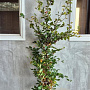 Fagus sylvatica 175-200 cm wortelgoed