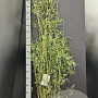 Fargesia 'Jiuzhaigou 1' 125-150 cm 10L
