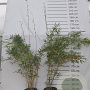 Fargesia robusta 'Campbell' 125-150 cm 10L