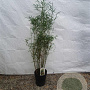Fargesia robusta 'Campbell' 125-150 cm 10L