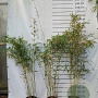 Fargesia robusta 'Campbell' 150-175 cm 10L