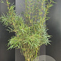 Fargesia robusta 'Campbell' 175-200 cm 10L