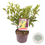 Forsythia int. 'Lynwood' 40-50 cm 3,0L