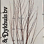 Halesia carolina 125-150 cm met kluit