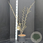 Hamamelis int. 'Arnold Promise' 80-100 cm 10L