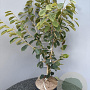 Hamamelis int. 'Arnold Promise' 80-100 cm 10L