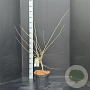 Hamamelis int. 'Pallida' 80-100 cm 10L