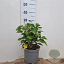 Hedera hel. 'Arborescens' 30-40 cm 3,0L