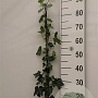 Hedera hibernica 80-100 cm P11 Gestokt