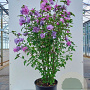 Hibiscus syr. 'Ardens' 60-80 cm met kluit