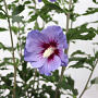 Hibiscus syr. 'Marina' 60-80 cm met kluit