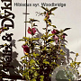 Hibiscus syr. 'Woodbridge' 60-80 cm met kluit