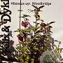 Hibiscus syr. 'Woodbridge' 60-80 cm met kluit