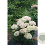 Hydrangea a. Bellarag. Blanchetta GM 3,0L leverbaar