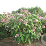 Hydrangea asp. sargentiana 80-100 cm met kluit