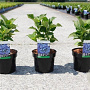 Hydrangea m. 'Blaumeise' 25-30 cm 3,5L