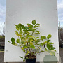 Hydrangea m. 'Bouquet Rose' 60-80 cm 20L