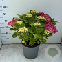 Hydrangea m. 'Leuchtfeuer' GM 3,0L leverbaar