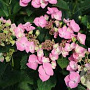 Hydrangea m. 'Messalina' GM 3,0L leverbaar