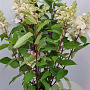Hydrangea pan. Vanille-Fraise 60-80 cm 7,5L