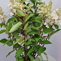 Hydrangea pan. Vanille-Fraise 60-80 cm 7,5L