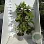 Hydrangea quercifolia 80-100 cm 7,5L