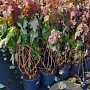 Hydrangea quercifolia 100-125 cm 15L
