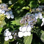 Hydrangea s. 'Forgetmenot' GM 3,0L leverbaar