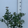 Ilex aquifolium 40-60 cm 7,5L