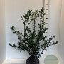 Ilex aquifolium 80-100 cm met kluit