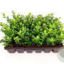 Ilex crenata 'Green Hedge' 15-20 cm P9