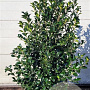Ilex meserv. Heckenfee 125-150 cm met kluit