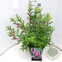 Indigofera heterantha 60-80 cm 10L