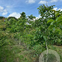 Juglans regia 250-300 cm draadkluit meerstammig