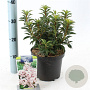 Kalmia lat. 'Elf' 25-30 cm 3,0L