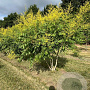 Koelreuteria paniculata 200-250 cm draadkluit meerstammig