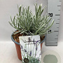 Lavandula angustifolia GM 2,0L