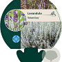 Lavandula 'Richard Gray' GM P9