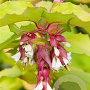 Leycesteria formosa Little Lanterns GM 3,0L leverbaar