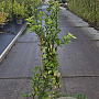 Lonicera fragrantissima 80-100 cm 10L