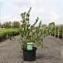 Lonicera fragrantissima 80-100 cm 10L