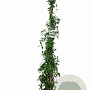 Lonicera henryi 175-200 cm 7,5L