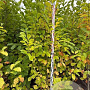 Magnolia kobus 200-225 cm met kluit