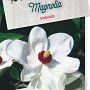 Magnolia sieboldii 80-100 cm 10L